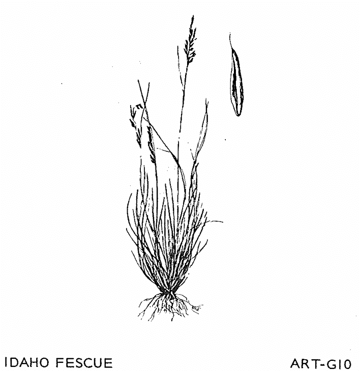 Botanical illustration of Idaho Fescue