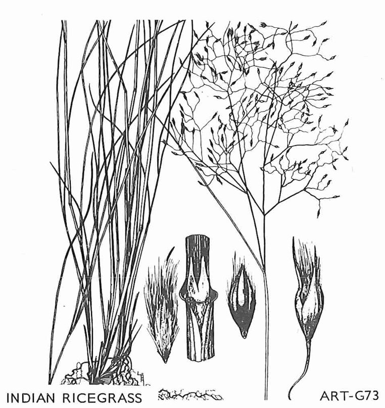 Botanical illustration of Indian Ricegrass