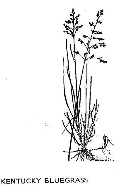 Botanical illustration of Kentucky Bluegrass